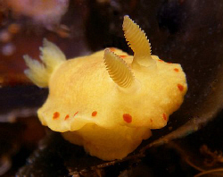 Noumea sulphurea, Clovelly by Doug Anderson 